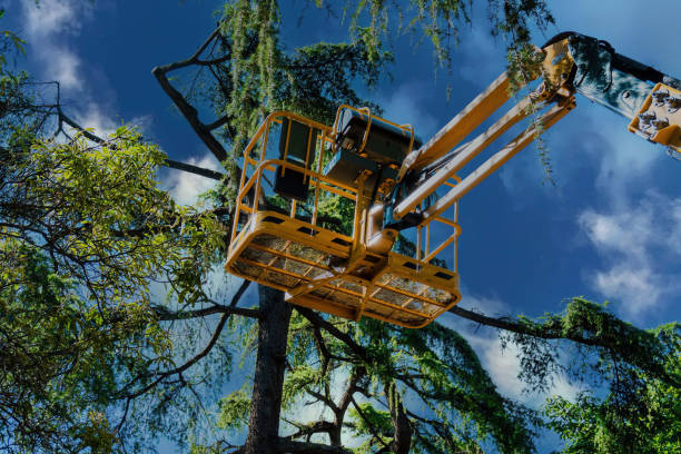 Emergency Storm Tree Removal in Russell, PA